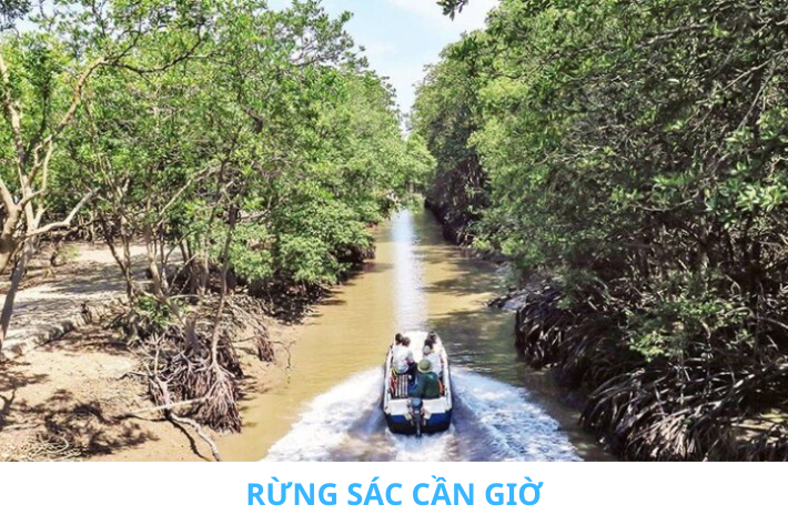 Rừng sác