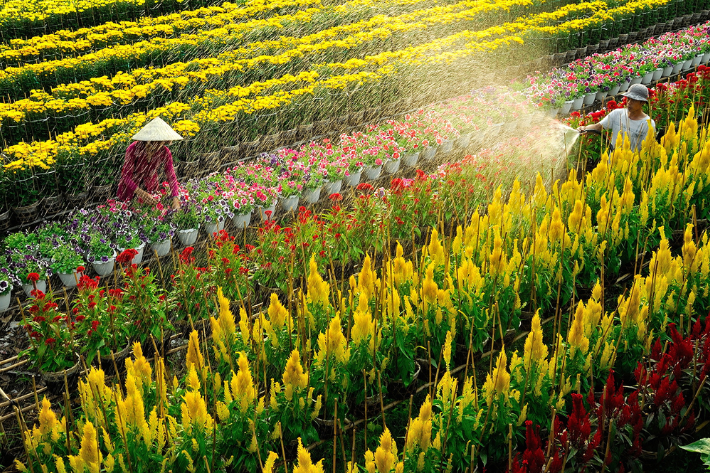 vườn hoa