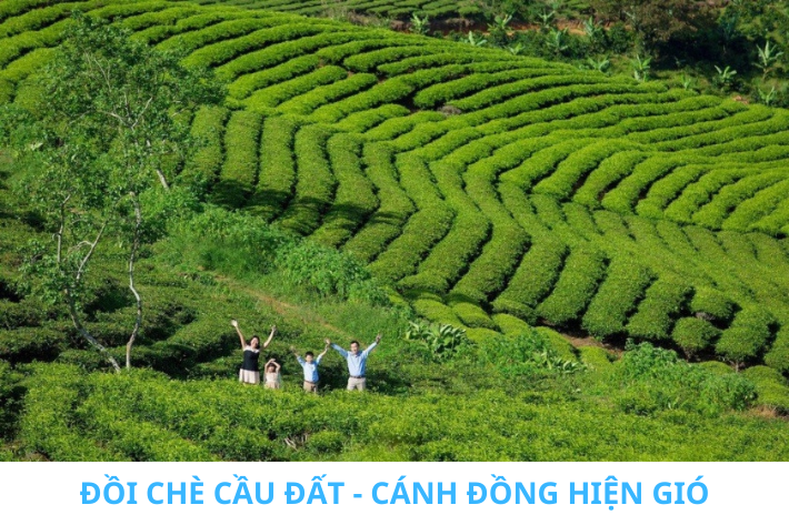 đồi chè